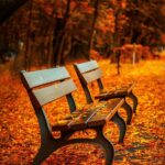 benches surrounded by fall leaves