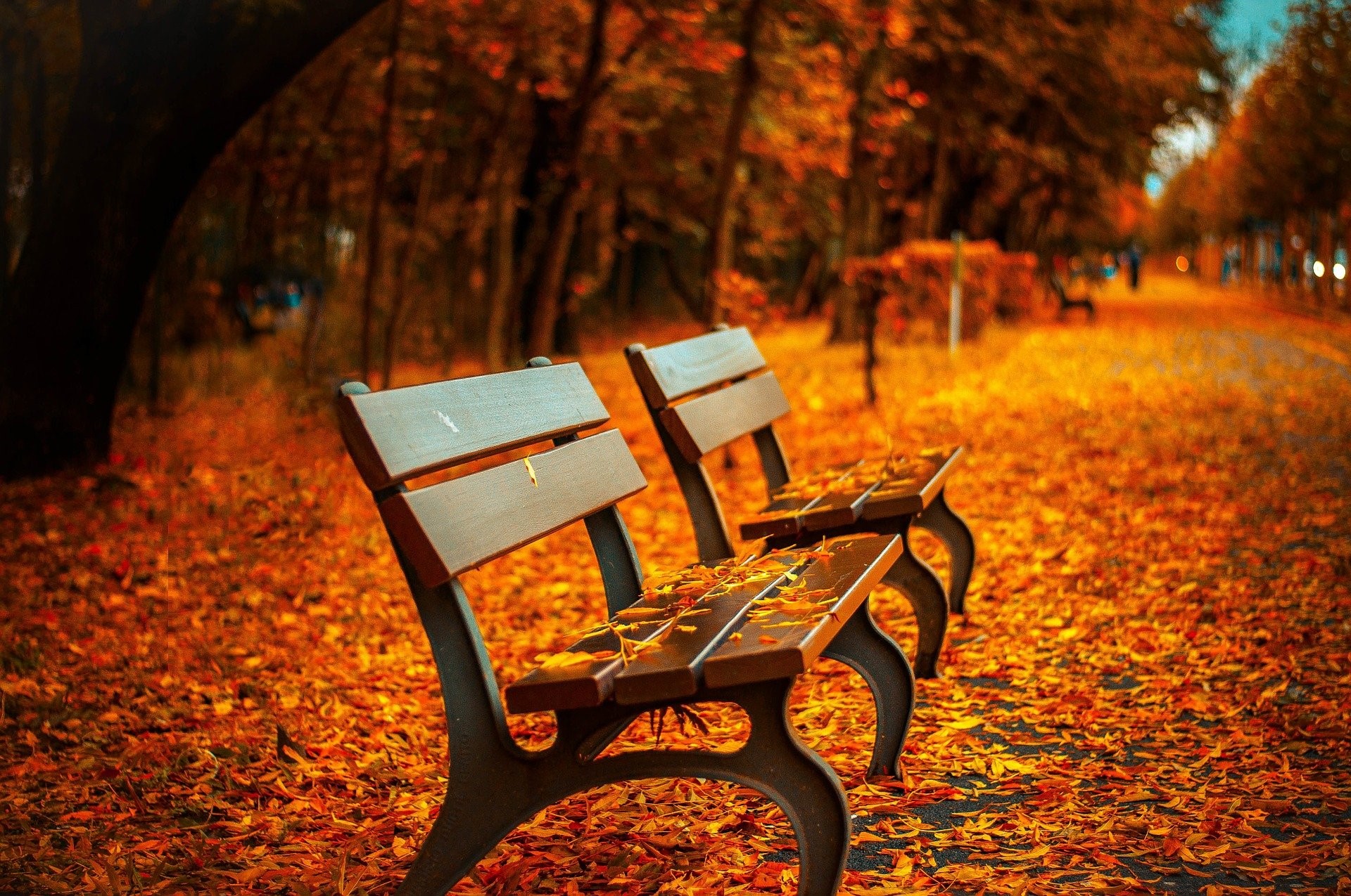 benches surrounded by fall leaves
