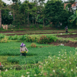 Farm workers on a field needs the best farm portable restrooms